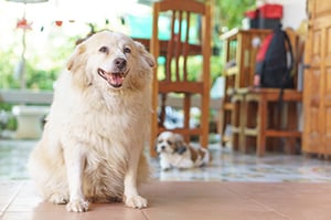 overweight dog sitting inside