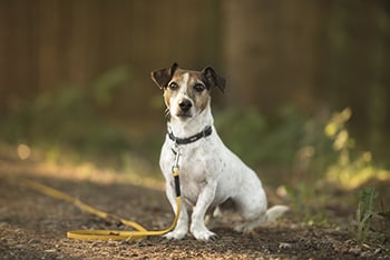 small terrier holding a sit stay on a long lead