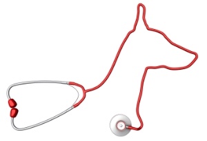 dog-stethoscope-veterinarian