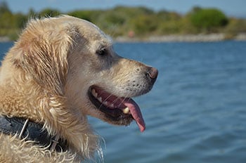 dog-swimming-safety