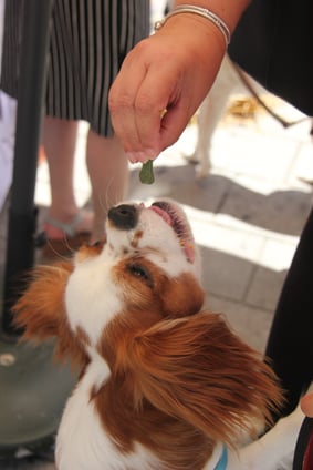 Dog Taking Treat