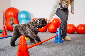 dog agility trainer