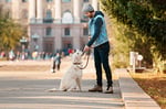 man training his golden retriever dog outside on leash