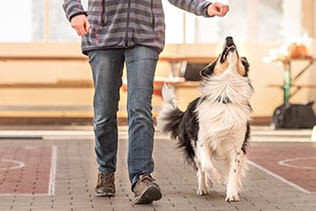 dog training a heel