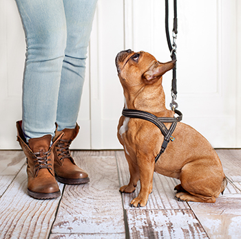how to train puppy without treats