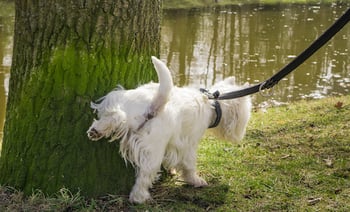 dog-walk-peeing