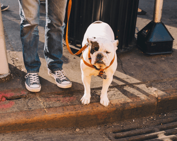 dog-at-curb-intersection