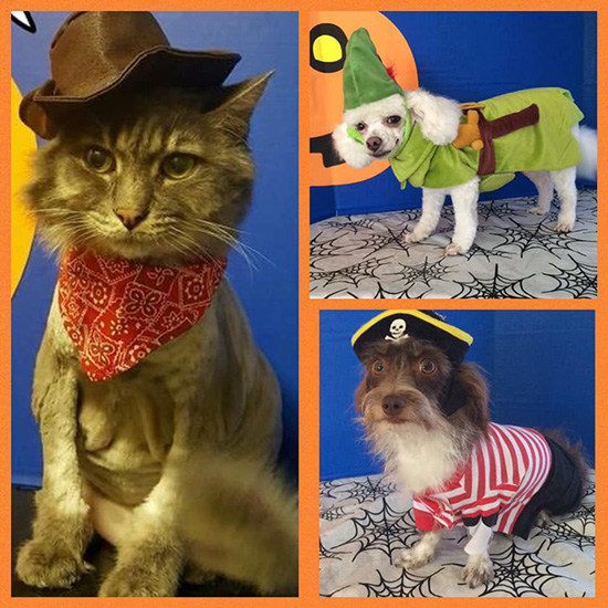 dogs and cat in Halloween costumes - cowboy cat pirate dog peter pan