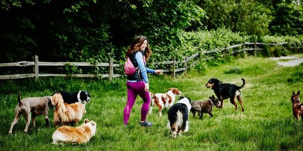 dogs playing at dog park with woman