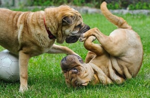 dogs playing together