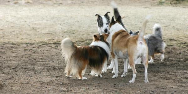 dogs sniffing each other tensely at dog park