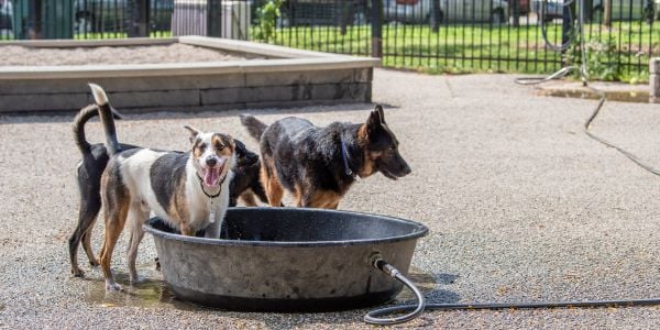 dogs standing in water pool at the dog park-shutter