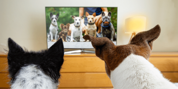 dogs watching dogs on tv