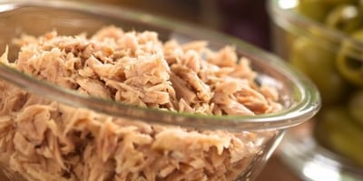 do not feed your cat too much tuna
