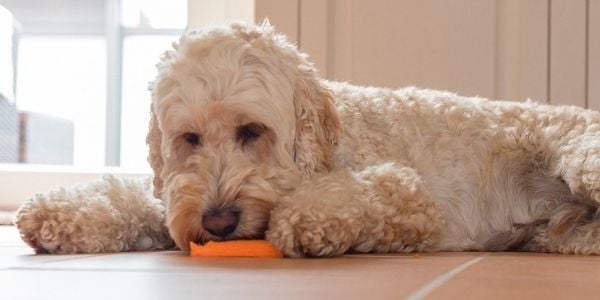 doodle dog eating a carrot