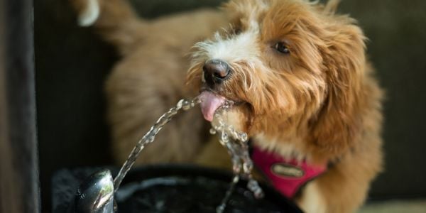 doodle drinking from a dog fountain in a park