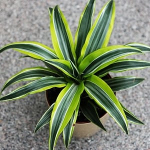 dracaena corn plant toxic to pets