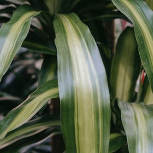 dracaena plant toxic to pets-pexel