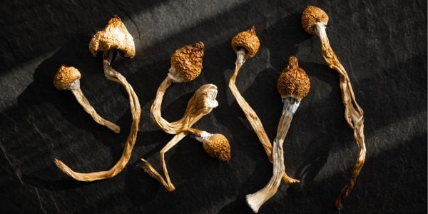 dried magic mushrooms that are toxic to dogs