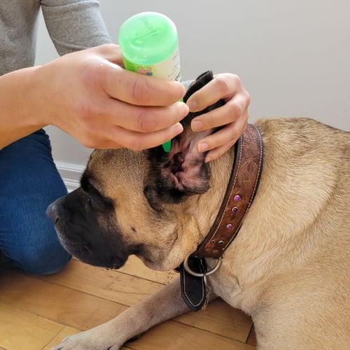 ear cleaner being put in mastiff mixed dog