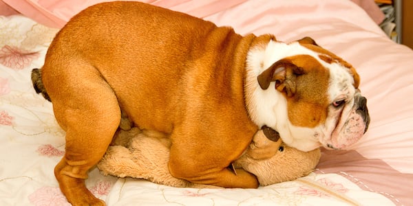 english bulldog humping a stuffed animal