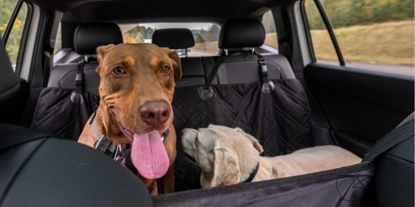 evacuating by car with two dogs in the back seat