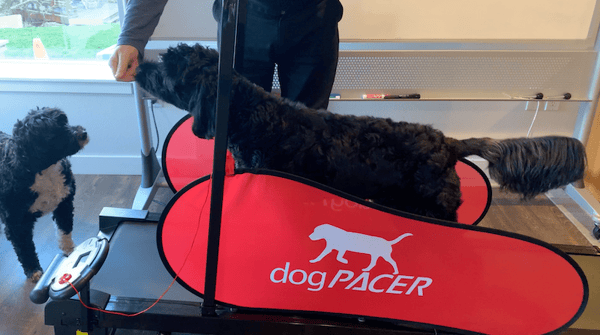 Dog Runner Tracks Treadmill, K9 Exercise
