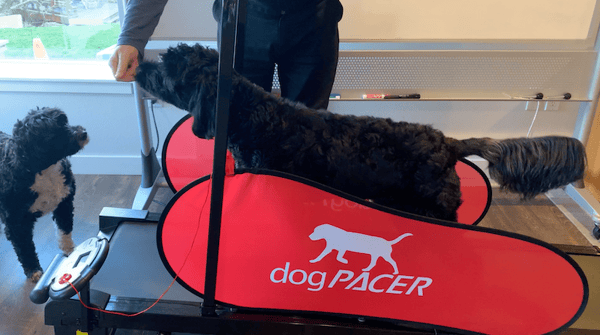 exercising dog on treadmill