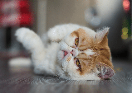 exotic shorthair cat laying on floor