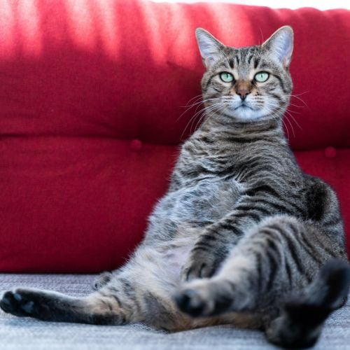 fat gray cat sitting against a red pillow on the couch