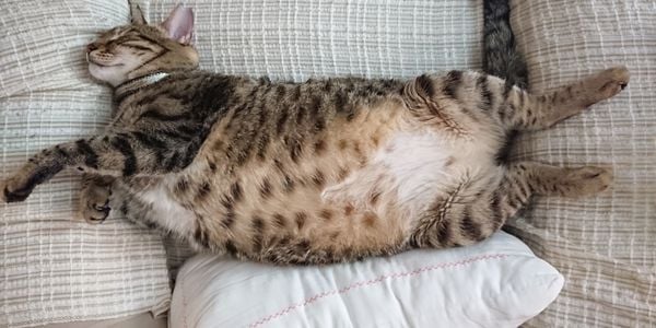 fat house cat lying on the couch