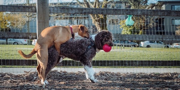 female dog humping male dog at dog park