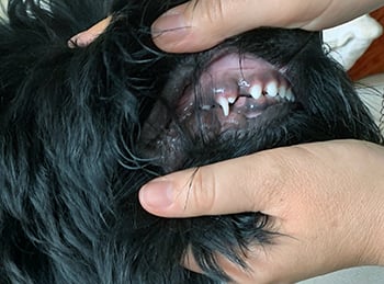 Puppy Finnegan teething