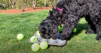 puppy with DIY ball in muffin tin game