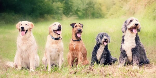 five breed of dogs sitting in a field together-canva