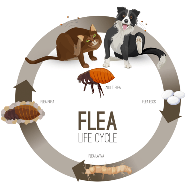 flea life cycle illustration