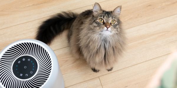 fluffy cat sitting beside an air purifier