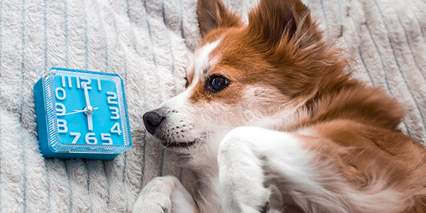 fluffy dog watching blue alarm clock