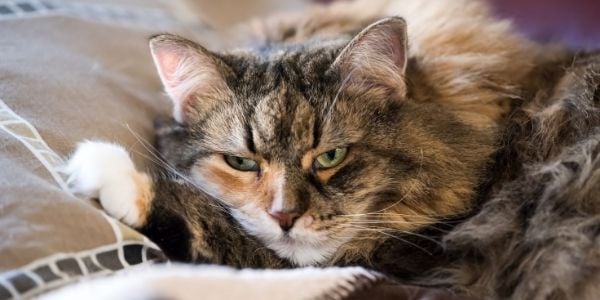 fluffy tabby cat with green eyes laying down on blankets