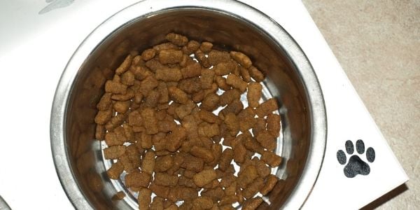 food bowl with kibble