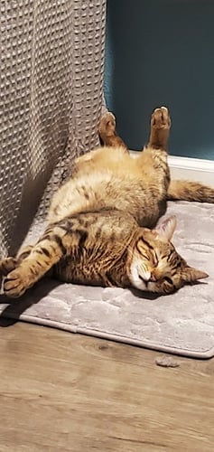foster cat 1