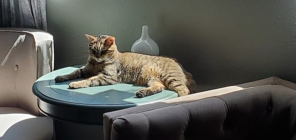 foster cat sitting in sun