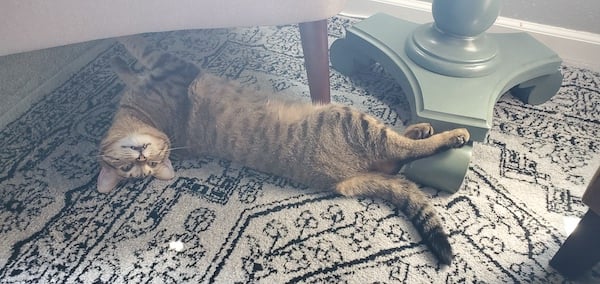 foster cat stretching on floor