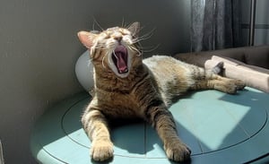 foster cat yawning