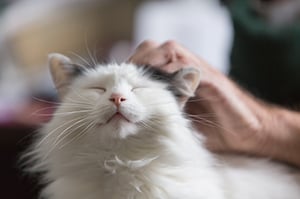 foster cat enjoying petting