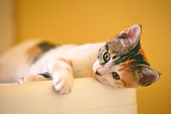 foster-kitten-1