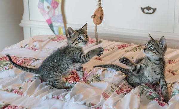 foster kittens playing