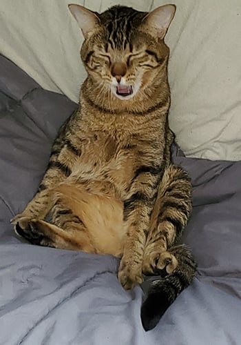 foster cat ollie