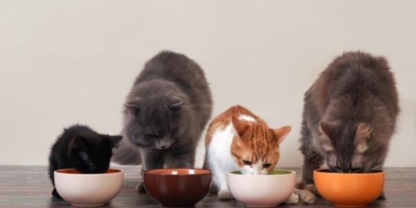 four cats of different sizes and ages eating out of food bowls