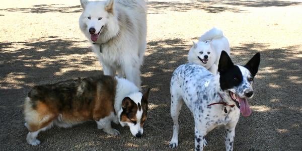 four dogs standing calmly at the dog park